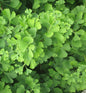  Hochstamm Zwerg-Fächerblattbaum Chris Dwarf 40-60cm - Ginkgo Biloba