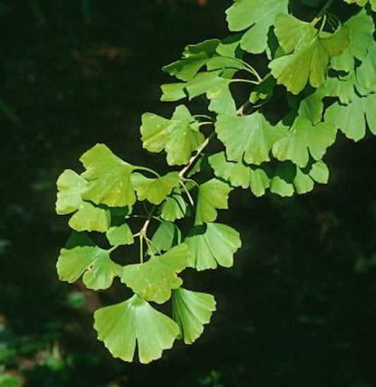  Fächerblattbaum Blagon 100-125cm - Ginkgo Biloba