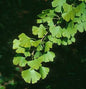  Fächerblattbaum Blagon 100-125cm - Ginkgo Biloba