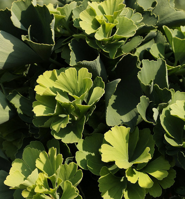 Ballförmiger Ginkgobaum Globus 50-60cm - Ginkgo Biloba