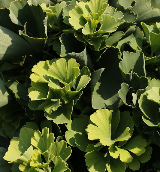  Ballförmiger Ginkgobaum Globus 50-60cm - Ginkgo Biloba