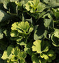  Ballförmiger Ginkgobaum Globus 50-60cm - Ginkgo Biloba