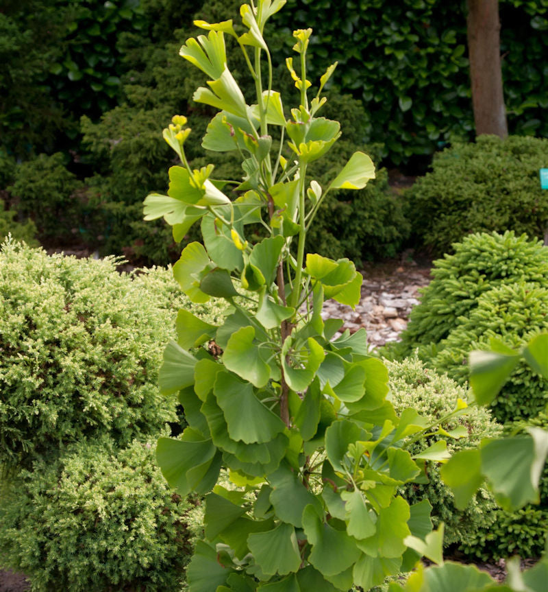  Fächerblattbaum Goethe 40-60cm - Ginkgo Biloba