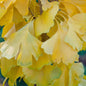  Kugel Fächerblattbaum Golden Globe 80-100cm - Ginkgo Biloba
