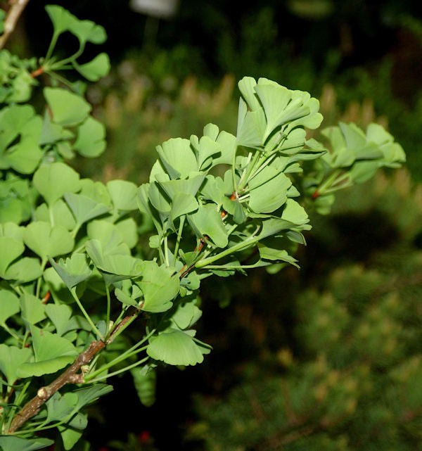  Hochstamm Ginkgo Little Emperor® 80-100cm - Ginkgo Biloba