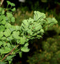  Hochstamm Ginkgo Little Emperor® 80-100cm - Ginkgo Biloba