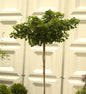  Hochstamm Kugel Fächerblattbaum 100-125cm - Ginkgo Biloba
