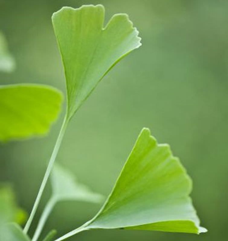  Fächerblattbaum Menhir® 60-80cm - Ginkgo Biloba
