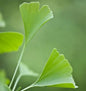  Fächerblattbaum Menhir® 60-80cm - Ginkgo Biloba