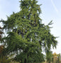  Fächerblattbaum 60-80cm - Ginkgo Biloba