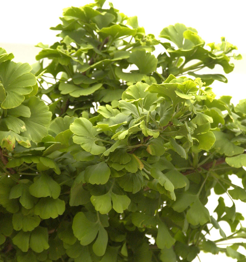  Kugel Fächerblattbaum 20-25cm - Ginkgo Biloba
