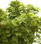  Kugel Fächerblattbaum 20-25cm - Ginkgo Biloba