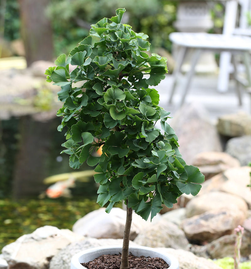  Hochstamm Fächerblattbaum Troll 80-100cm - Ginkgo Biloba