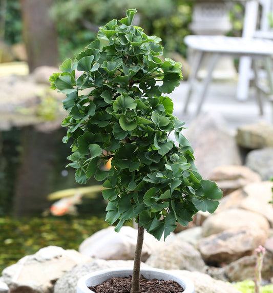  Hochstamm Fächerblattbaum Troll 80-100cm - Ginkgo Biloba