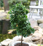  Hochstamm Fächerblattbaum Troll 80-100cm - Ginkgo Biloba