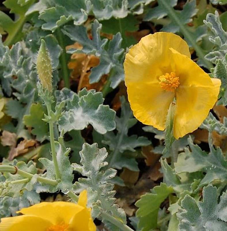  Hornmohn - Glaucium Flavum