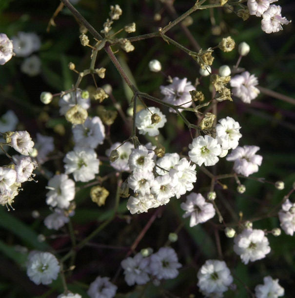  Riesenschleierkraut Bristol Fairy - Gypsophila Paniculata
