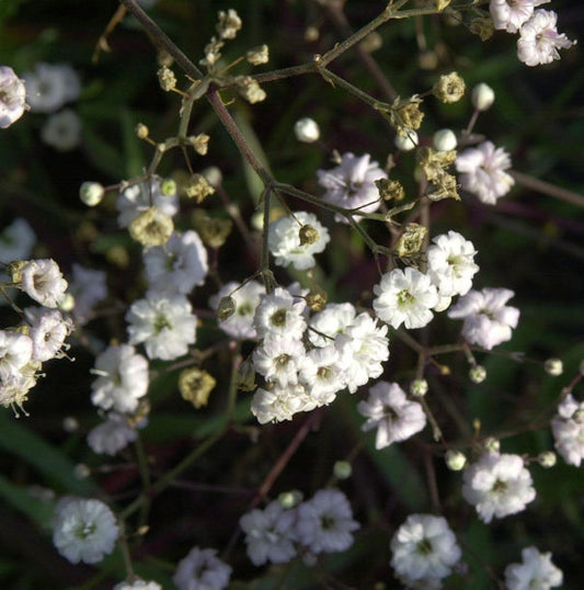  Riesenschleierkraut Bristol Fairy - Gypsophila Paniculata
