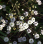  Riesenschleierkraut Bristol Fairy - Gypsophila Paniculata