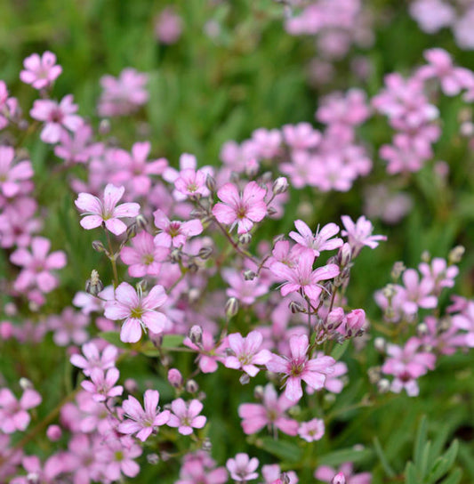  Riesenschleierkraut Flamingo - Gypsophila Paniculata