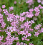  Riesenschleierkraut Flamingo - Gypsophila Paniculata