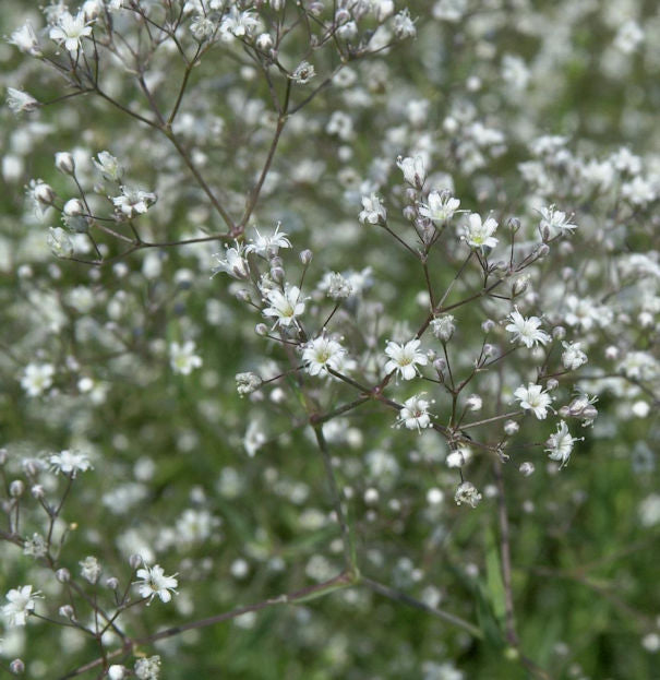  Riesenschleierkraut Schneeflocke - Großer Topf - Gypsophila Paniculata