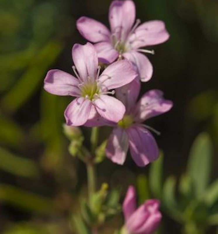  Purpurglöckchen Gypsy Deep Rose - Großer Topf - Gypsophila Muralis
