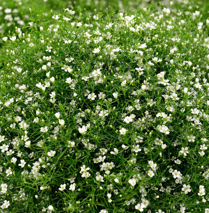  Riesenschleierkraut Fleur White - Großer Topf - Gypsophila Paniculata