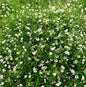  Riesenschleierkraut Fleur White - Großer Topf - Gypsophila Paniculata