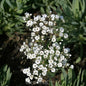  Riesenschleierkraut Summer Sparkles - Großer Topf - Gypsophila Paniculata