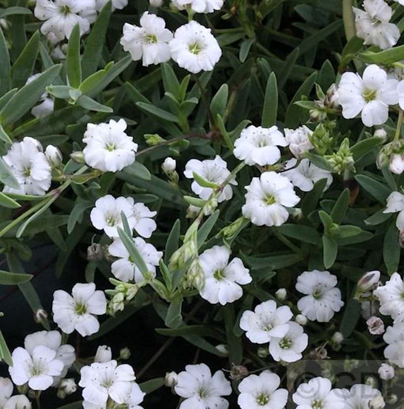  Teppich Schleierkraut Filou White - Gypsophila Repens