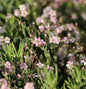  Teppich Schleierkraut Rosenschleier - Gypsophila Repens