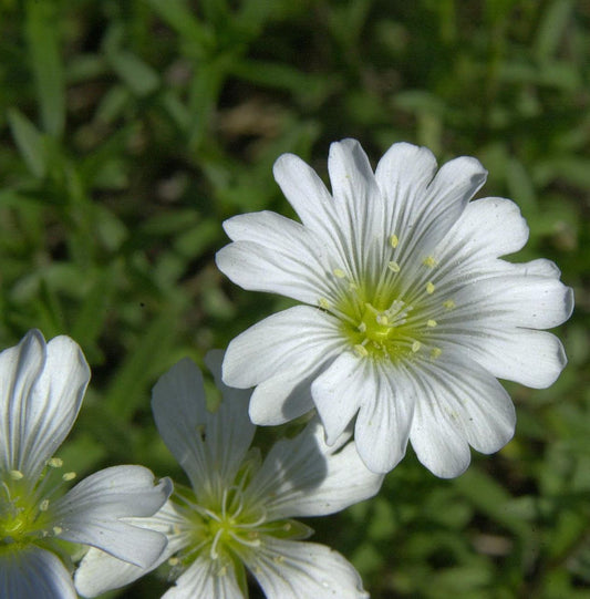  Kriechendes Schleierkraut - Gypsophila Repens