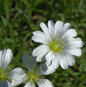  Kriechendes Schleierkraut - Gypsophila Repens