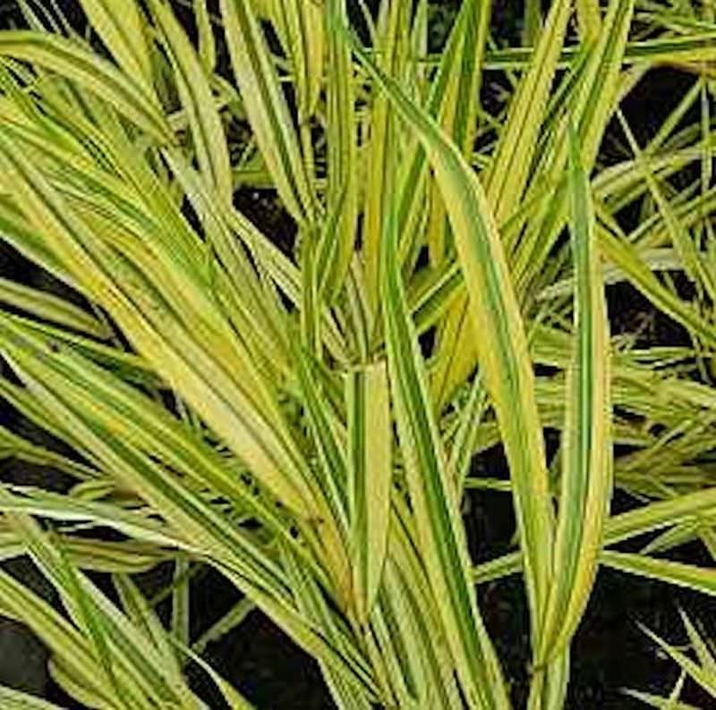  Japanisches Berggras Naomi - Großer Topf - Hakonechloa Macra