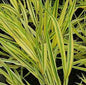  Japanisches Berggras Naomi - Großer Topf - Hakonechloa Macra