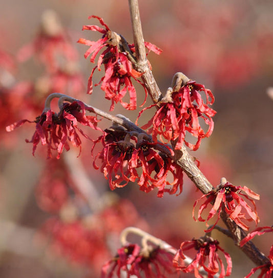  Zaubernuß Feuerzauber 100-125cm - Hamamelis Intermedia