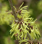  Lichtmess Zaubernuß Pallida 40-60cm - Hamamelis Intermedia