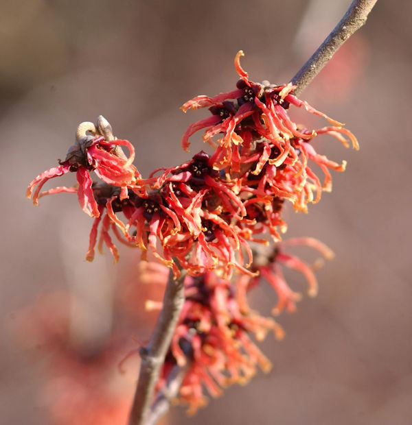  Zaubernuß Robert 30-40cm - Hamamelis Intermedia