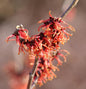  Zaubernuß Robert 30-40cm - Hamamelis Intermedia