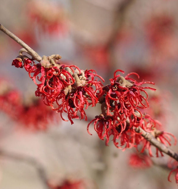 Zaubernuß Rubin 30-40cm - Hamamelis Intermedia