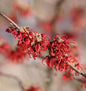  Zaubernuß Rubin 30-40cm - Hamamelis Intermedia