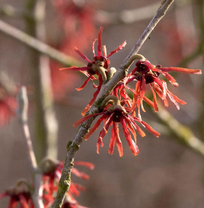  Zaubernuß Diane 30-40cm - Hamamelis Intermedia