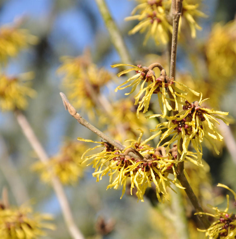  Zaubernuß Westerstede 40-60cm - Hamamelis Intermedia