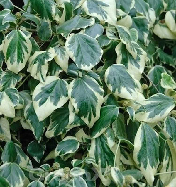 Buntblättriger Kaukasischer Strauch Efeu 60-80cm - Hedera Colchica