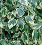  Buntblättriger Kaukasischer Strauch Efeu 60-80cm - Hedera Colchica