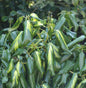  Kaukasischer Efeu Sulphur Heart 40-60cm - Hedera Colchica
