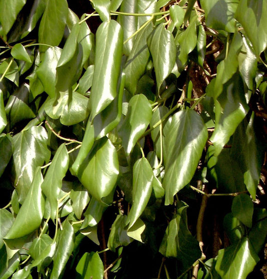  Schwarzmeer-Efeu 60-80cm - Hedera Colchica