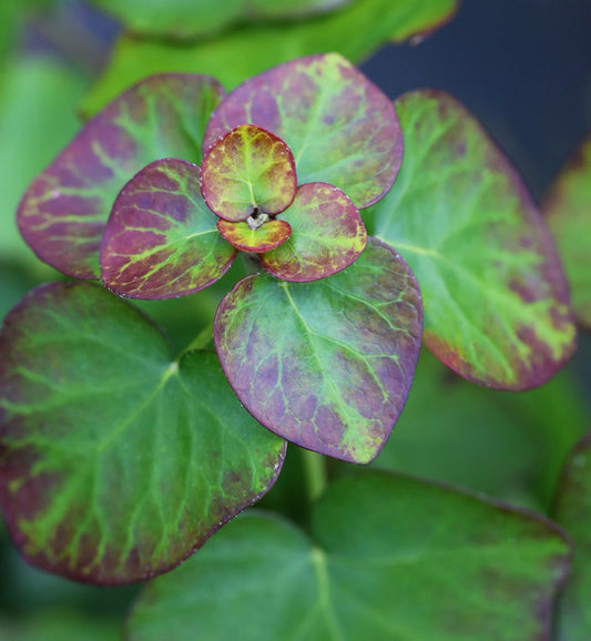  Zwergefeu Arbori Compact 30-40cm - Hedera Helix