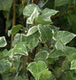  Efeu Glacier 60-80cm - Hedera Helix
